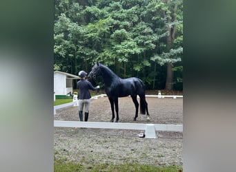Oldenburg, Stallone, 3 Anni, 167 cm, Morello
