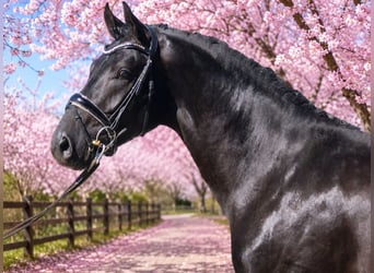 Oldenburg, Stallone, 3 Anni, 167 cm, Morello