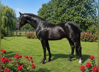 Oldenburg, Stallone, 3 Anni, 167 cm, Morello
