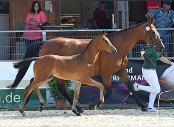 Oldenburg, Stallone, 3 Anni, 168 cm, Baio scuro