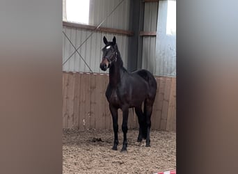 Oldenburg, Stallone, 3 Anni, 168 cm, Baio scuro