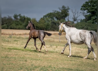 Oldenburg, Stallone, 3 Anni, 168 cm, Grigio