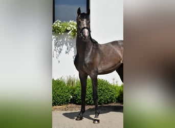 Oldenburg, Stallone, 3 Anni, 168 cm, Grigio