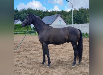 Oldenburg, Stallone, 3 Anni, 168 cm, Morello
