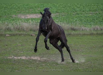 Oldenburg, Stallone, 3 Anni, 168 cm, Morello