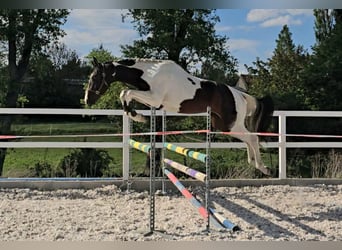 Oldenburg, Stallone, 3 Anni, 168 cm, Pezzato