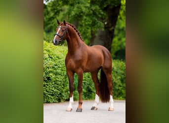 Oldenburg, Stallone, 3 Anni, 168 cm, Sauro