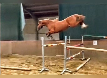 Oldenburg, Stallone, 3 Anni, 168 cm, Sauro