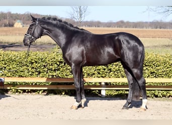 Oldenburg, Stallone, 3 Anni, 169 cm, Morello