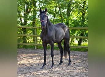 Oldenburg, Stallone, 3 Anni, 169 cm, Morello