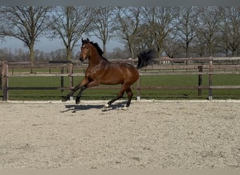 Oldenburg, Stallone, 3 Anni, 170 cm, Baio