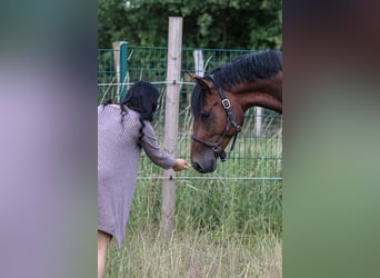 Oldenburg, Stallone, 3 Anni, 170 cm, Baio