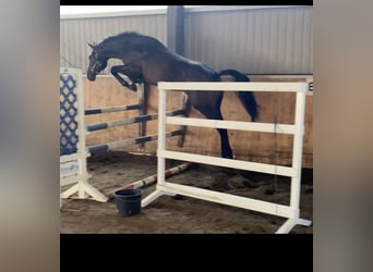 Oldenburg, Stallone, 3 Anni, 170 cm, Baio scuro