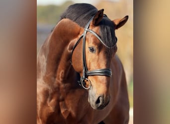 Oldenburg, Stallone, 3 Anni, 170 cm, Baio