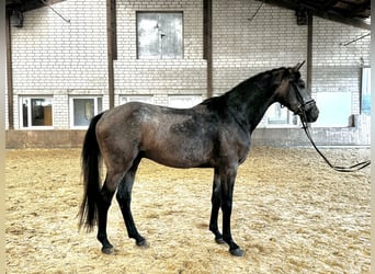 Oldenburg, Stallone, 3 Anni, 170 cm, Grigio