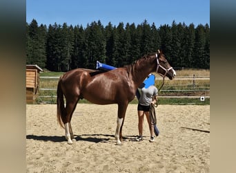 Oldenburg, Stallone, 3 Anni, 170 cm, Sauro scuro