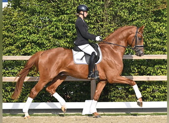 Oldenburg, Stallone, 3 Anni, 170 cm, Sauro scuro