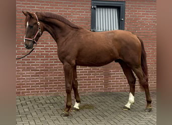 Oldenburg, Stallone, 3 Anni, 170 cm, Sauro scuro