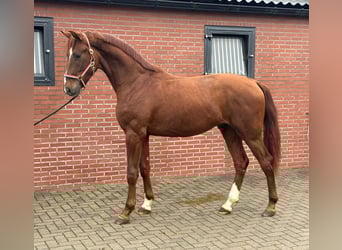 Oldenburg, Stallone, 3 Anni, 170 cm, Sauro scuro