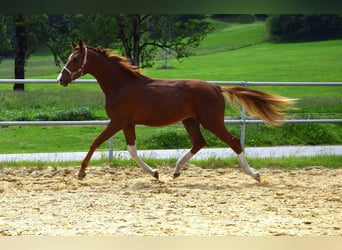 Oldenburg, Stallone, 3 Anni, 172 cm, Sauro scuro
