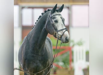 Oldenburg, Stallone, 3 Anni, Grigio