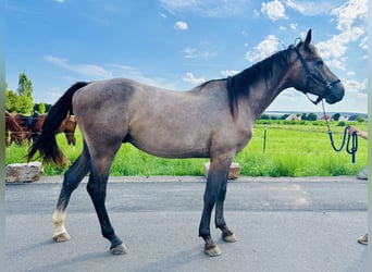 Oldenburg, Stallone, 3 Anni, Grigio