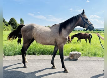 Oldenburg, Stallone, 3 Anni, Grigio