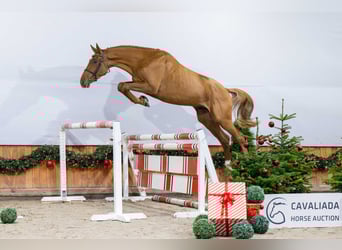 Oldenburg, Stallone, 3 Anni, Sauro