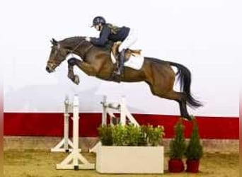 Oldenburg, Stallone, 4 Anni, 162 cm, Baio