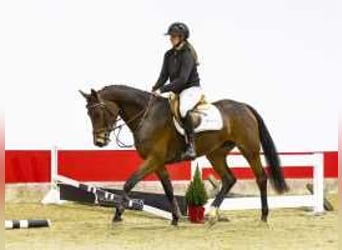 Oldenburg, Stallone, 4 Anni, 162 cm, Baio