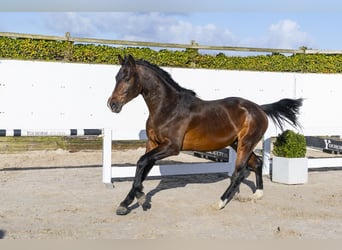 Oldenburg, Stallone, 4 Anni, 163 cm, Baio