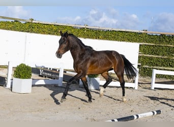 Oldenburg, Stallone, 4 Anni, 163 cm, Baio