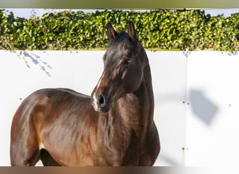 Oldenburg, Stallone, 4 Anni, 163 cm, Baio