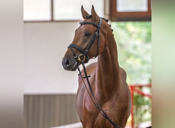 Oldenburg, Stallone, 4 Anni, 165 cm, Baio