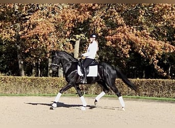 Oldenburg, Stallone, 4 Anni, 165 cm, Morello