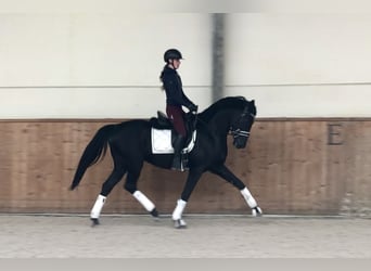 Oldenburg, Stallone, 4 Anni, 166 cm, Morello