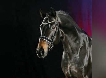 Oldenburg, Stallone, 4 Anni, 167 cm, Baio scuro