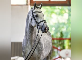 Oldenburg, Stallone, 4 Anni, 167 cm, Grigio