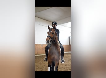 Oldenburg, Stallone, 4 Anni, 168 cm, Baio