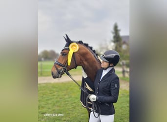 Oldenburg, Stallone, 4 Anni, 168 cm, Baio