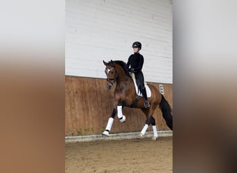 Oldenburg, Stallone, 4 Anni, 168 cm, Baio