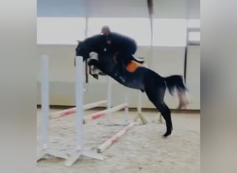 Oldenburg, Stallone, 4 Anni, 168 cm, Grigio ferro