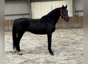 Oldenburg, Stallone, 4 Anni, 168 cm, Morello