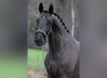 Oldenburg, Stallone, 4 Anni, 168 cm, Morello