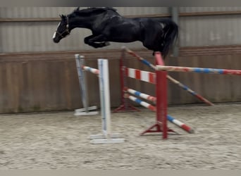 Oldenburg, Stallone, 4 Anni, 168 cm, Morello