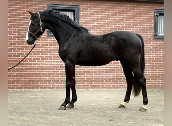 Oldenburg, Stallone, 4 Anni, 168 cm, Morello
