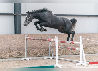 Oldenburg, Stallone, 4 Anni, 175 cm, Grigio