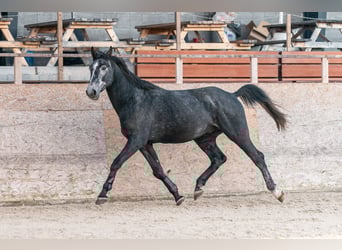 Oldenburg, Stallone, 4 Anni, 175 cm, Grigio