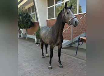 Oldenburg, Stallone, 4 Anni, Grigio