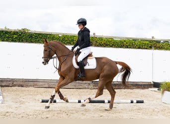 Oldenburg, Stallone, 5 Anni, 163 cm, Sauro